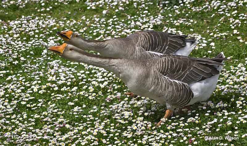 Female Goose Facts & ID (Male vs Female)